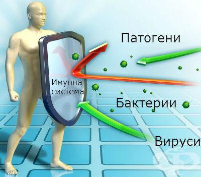 Как работи вашата имунна система
